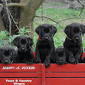 Labrador puppies