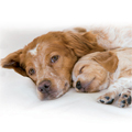 Royal Canin