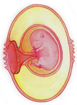Placenta