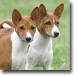 Basenjis