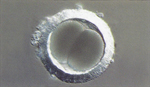 Cell Division
