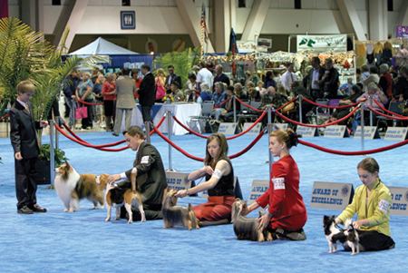 AKC Juniors at AKC Eukanuba National Championship
