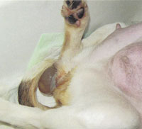 pomeranian pregnancy stages whelping puppies dam in 2nd stage of labor breeds picture pomeranian pregnancy stages whelping puppies dam in 2nd stage of labor breeds picture