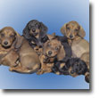 Dachshunds