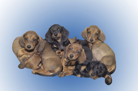Dachshunds
