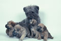 Glen of Imaal Terriers