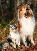 Collies