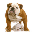 Bulldog and puppy