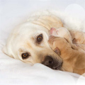 Lab and puppy