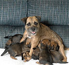 Border Terrier