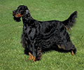 Gordon Setter