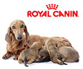Royal Canin
