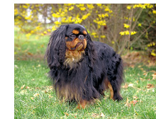 English Toy Spaniel
