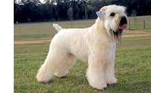Soft Coated Wheaten Terrier