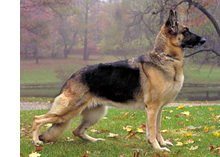 German Shepherd Dog