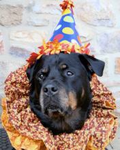 Rottie