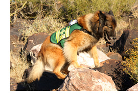 SAR Dog Keahi