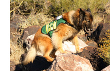 Search and Rescue Dog