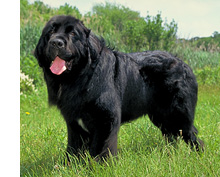 Newfoundland