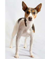 Rat Terrier