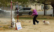 River Dog Canine Coaching