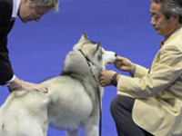 AKC Group Honorees