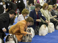 Conformation Exhibitors