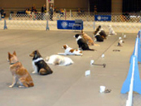 Obedience
