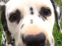 Breeder Video