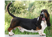 Basset Hound