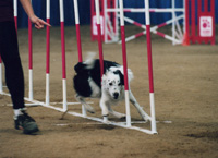 Dog weaving