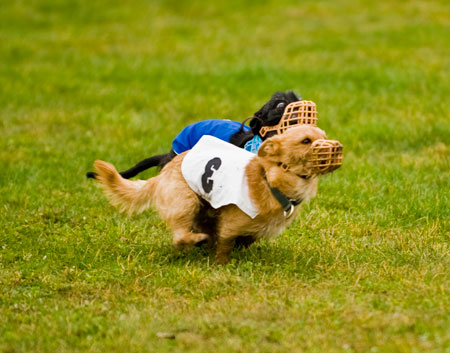 Lure Coursing - Danish/Swedish Farmdogs