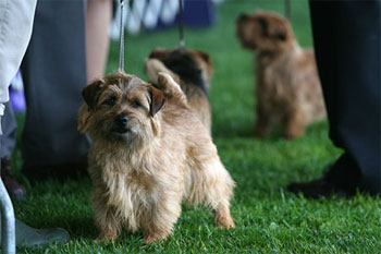 Norfolk Terriers