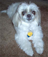 Shih Tzu