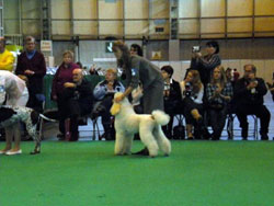 Crufts