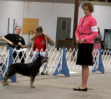 Amelia showing Gauley