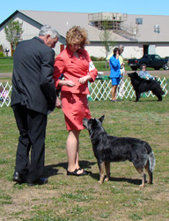 Gauley getting judged