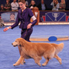 dog 11