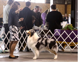 Shannon at a show