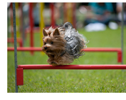 yorkie.jpg