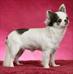 Therapy Dog: Abby