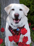 Service Dog: Aspen