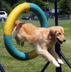 Exemplary Companion Dog: K.D.