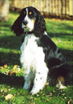 Search and Rescue Dog: Morgan