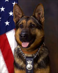Law Enforcement Dog: Rex