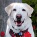 Service Dog: Aspen