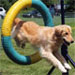 Companion Dog: K.D.
