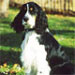 Search and Rescue Dog: Morgan