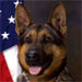 Law Enforcement Dog: Rex