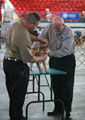 AKC Educational Match